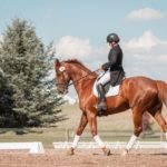 7 Tips for Selling Your Horse with Little Hassle